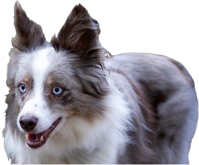 A blue-eyed, gray and white dog